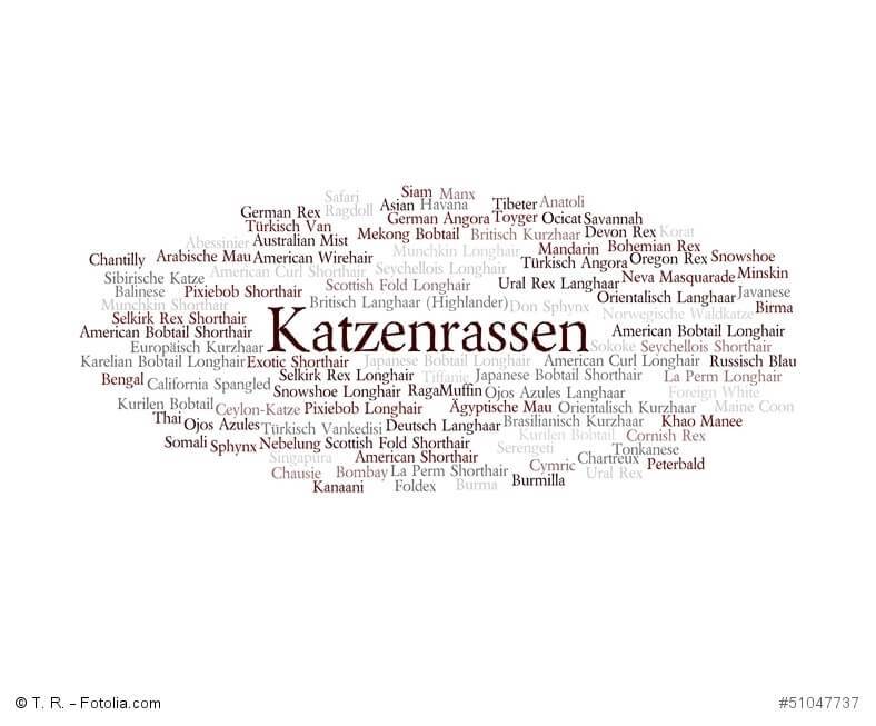 Katzenrassen