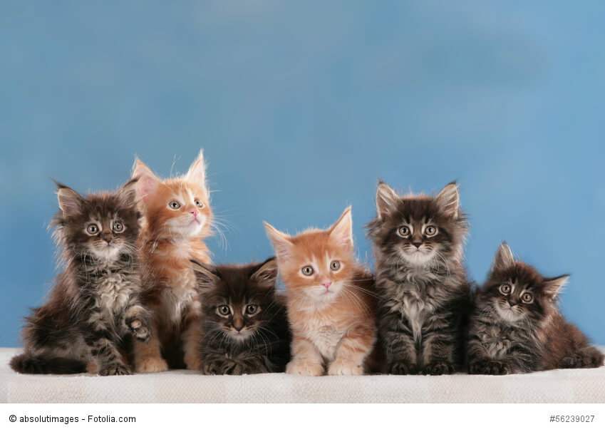 Maine Coon Kitten in verschiedenen Farben sitzen vor einem blauen Hintergrund
