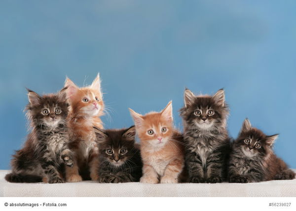 Deutschlands beliebteste Katzenrassen