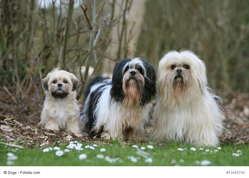 Lhasa Apso Familie mit Welpe