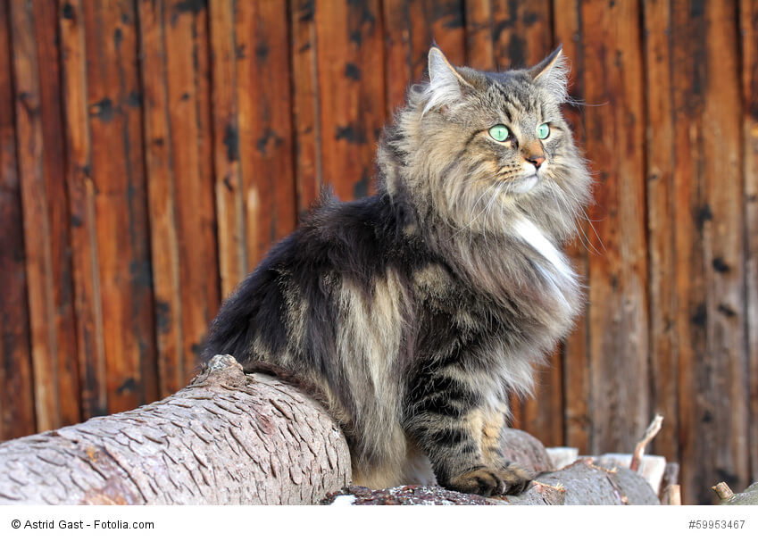 Norwegische Waldkatze auf Baumstämmen