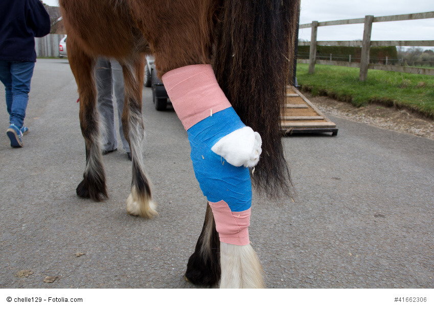 Ein Pferd mit verbundenem Bein.