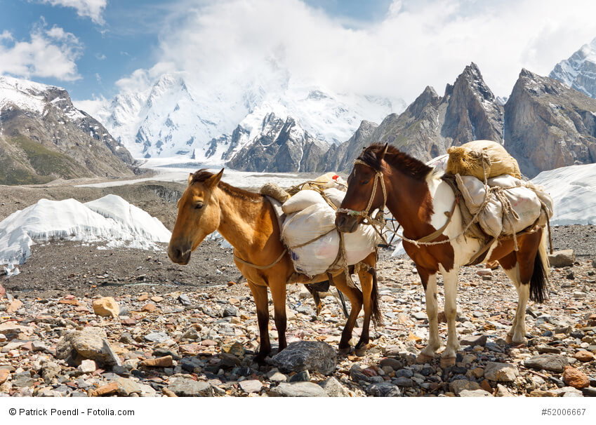 Packpferde in Karakorum, Pakistan