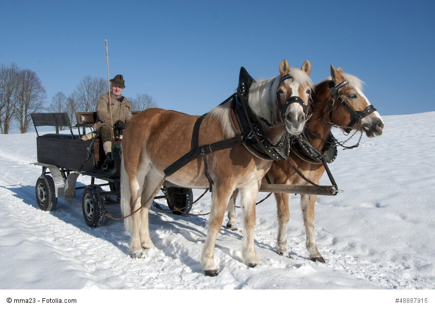 Pferdekutsche im Winter