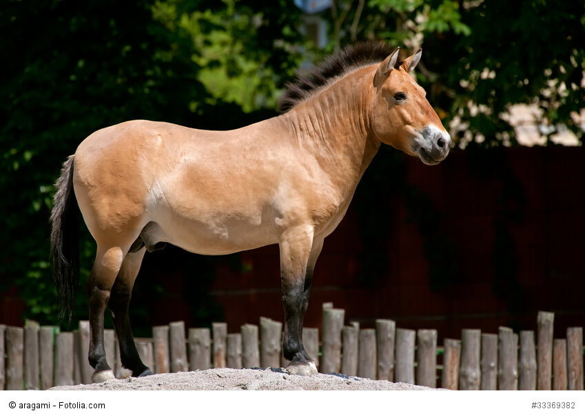 Przewalski-Pferd im Zoo in Kiev