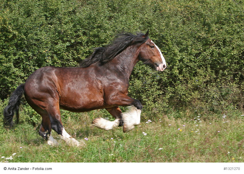Kaltblutpferd Shirehorse im Galopp auf einer Wiese