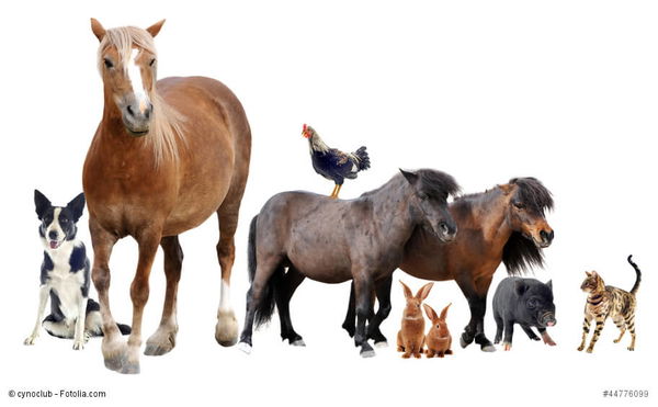 Haustier-Ranking 2023: Diese Tiere sind die klaren Favoriten in Deutschland
