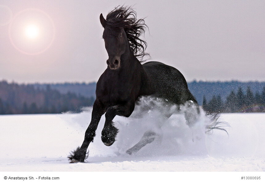 Friese galoppiert im Schnee