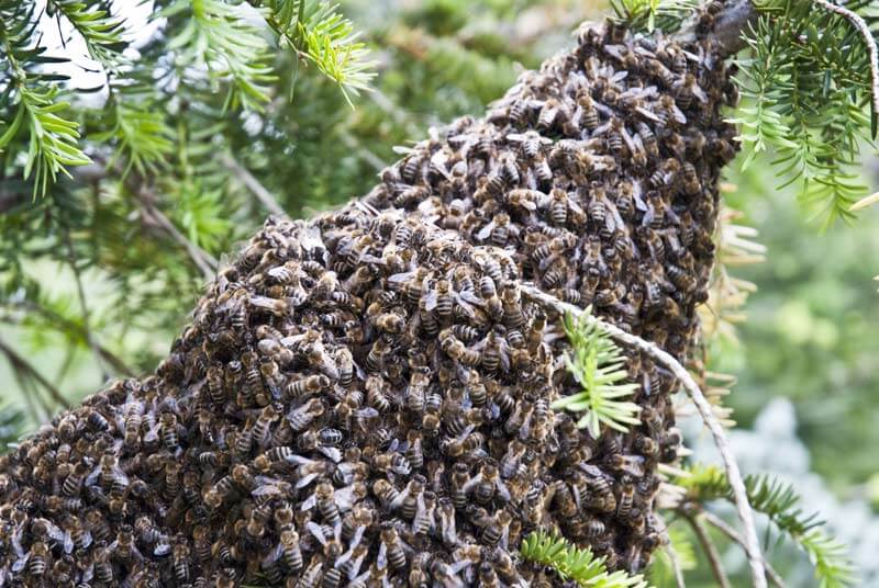 Hilfe – Bienenschwarm im Garten, was tun?
