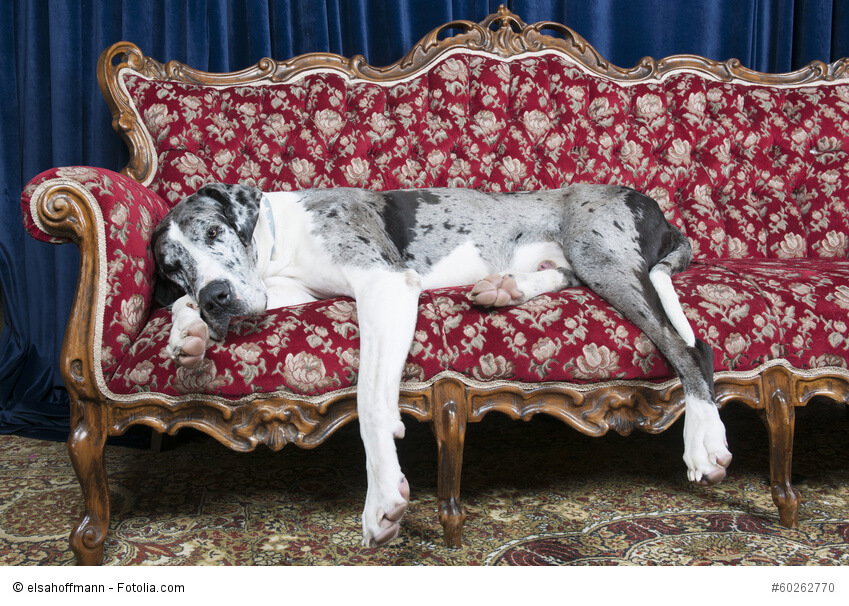 Eine Deutsche Dogge schläft auf der Seite auf einem Sofa. Beschriftung lautet: Sehr große Hunderassen wie Deutsche Doggen werden durchschnittlich nicht so alt wie kleine Hunderassen.
