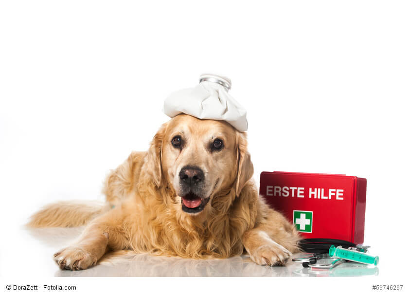 Ein Golden Retriever mit einem Coolpack auf dem Kopf und einem Erste-Hilfe-Kasten neben den Pfoten