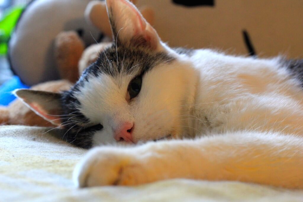 Ein Kater liegt entspannt auf einer Decke