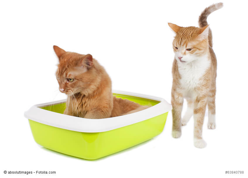 Eine Katze sitzt im Katzenklo, eine andere steht böse aussehend daneben
