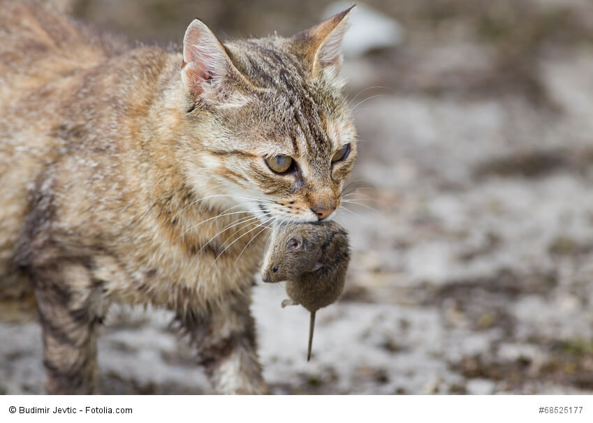 Eine getigerte Katze hält eine tote Maus im Maul