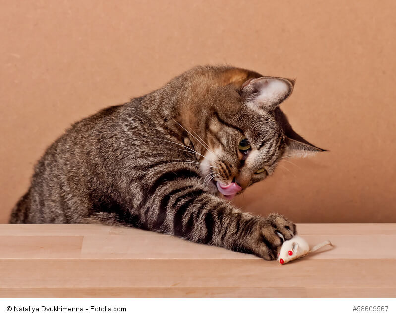 Katze schlägt nach einer Stoffmaus, die auf einem Holztisch liegt