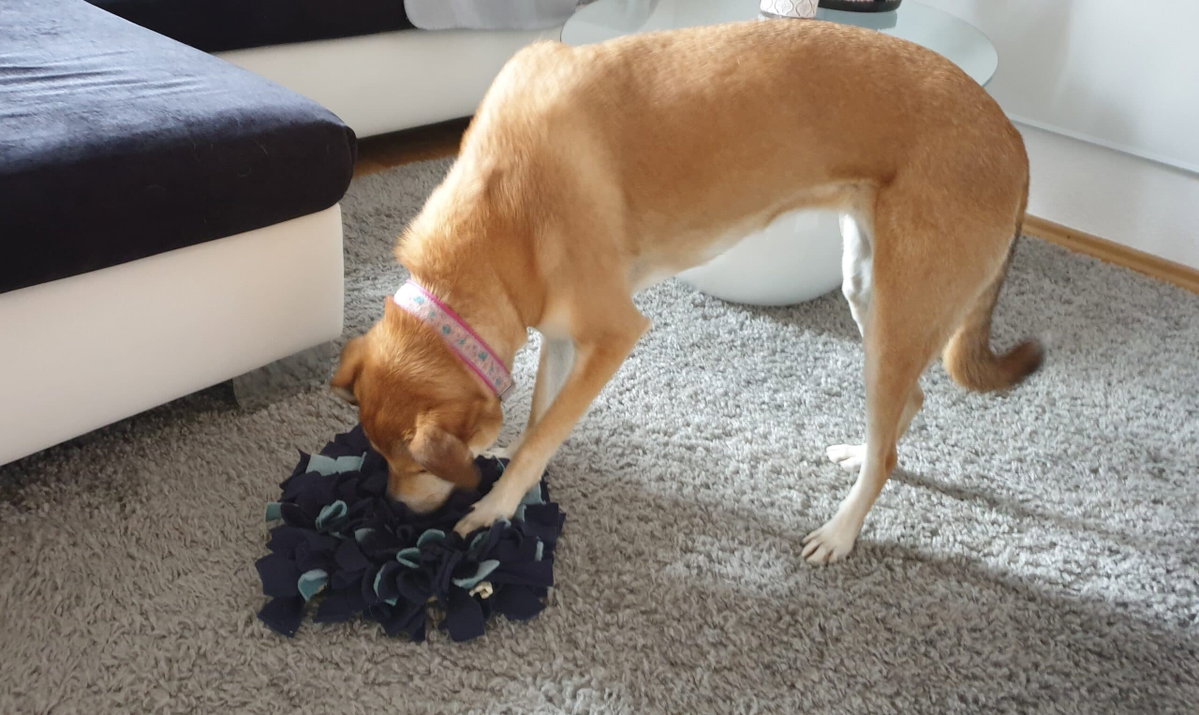 Hund steckt seine Nase in einen Schnüffelteppich. Beschriftung lautet: Schnüffelteppiche sind tolle Intelligenz- und Suchspielzeuge für Hunde.