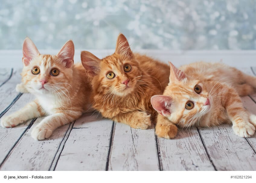 3 liegende American Bobtail Katzenkinder