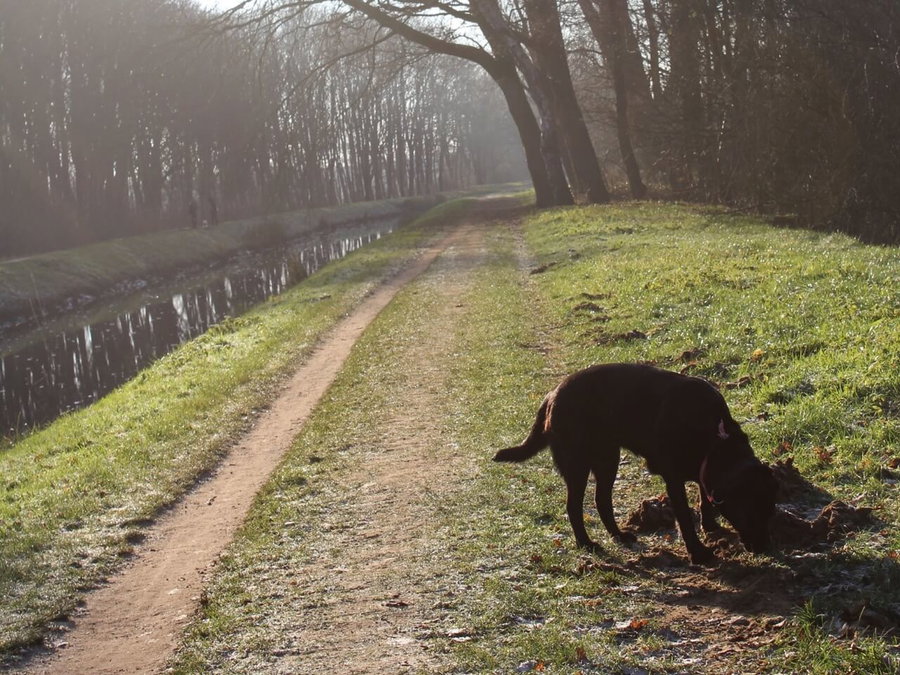 Sicher mit dem Hund spazieren gehen – 4 Ratschläge für Halter