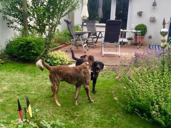 Hund im Konflikt - mit diesen vier Optionen kann dein Hund auf Bedrohungen reagieren