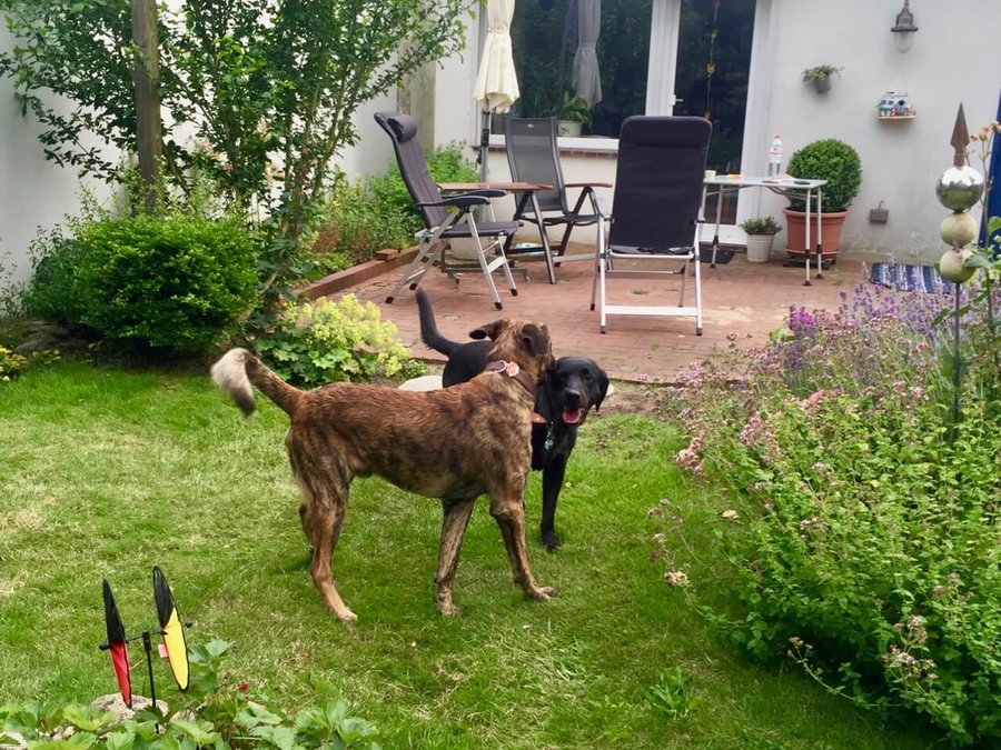 Hund im Konflikt - mit diesen vier Optionen kann dein Hund auf Bedrohungen reagieren