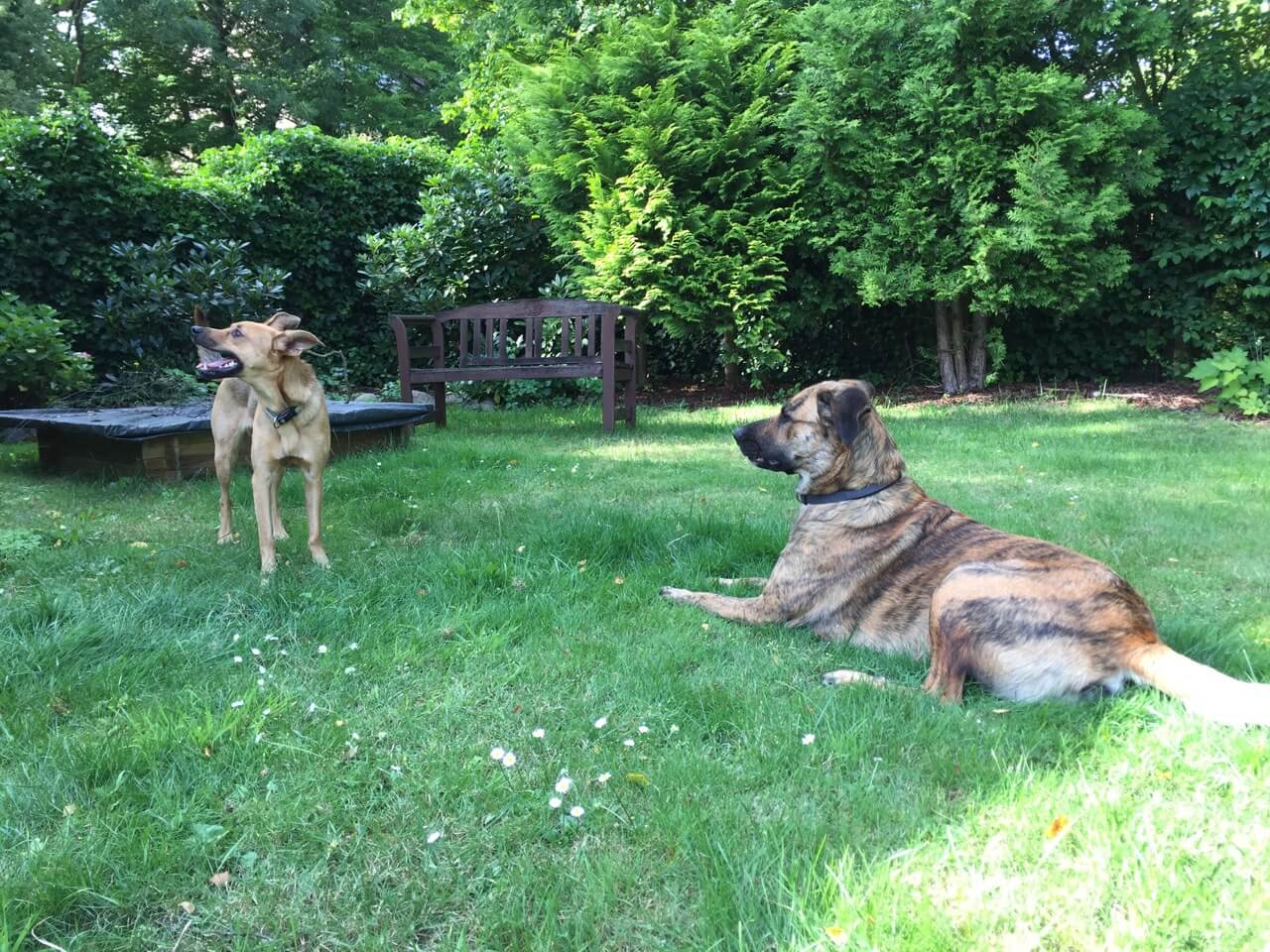 Ein Hund liegt rechts auf einer Wiese und schaut auf eine links stehende Hündin, die demonstrativ den Kopf wegdreht