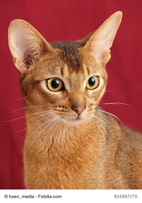 Bild vom Kopf einer Abessinier Katze