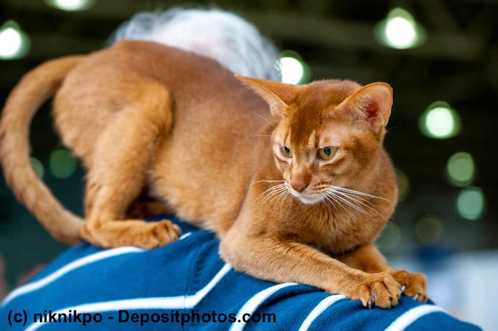 Abessinier sind Showkatzen