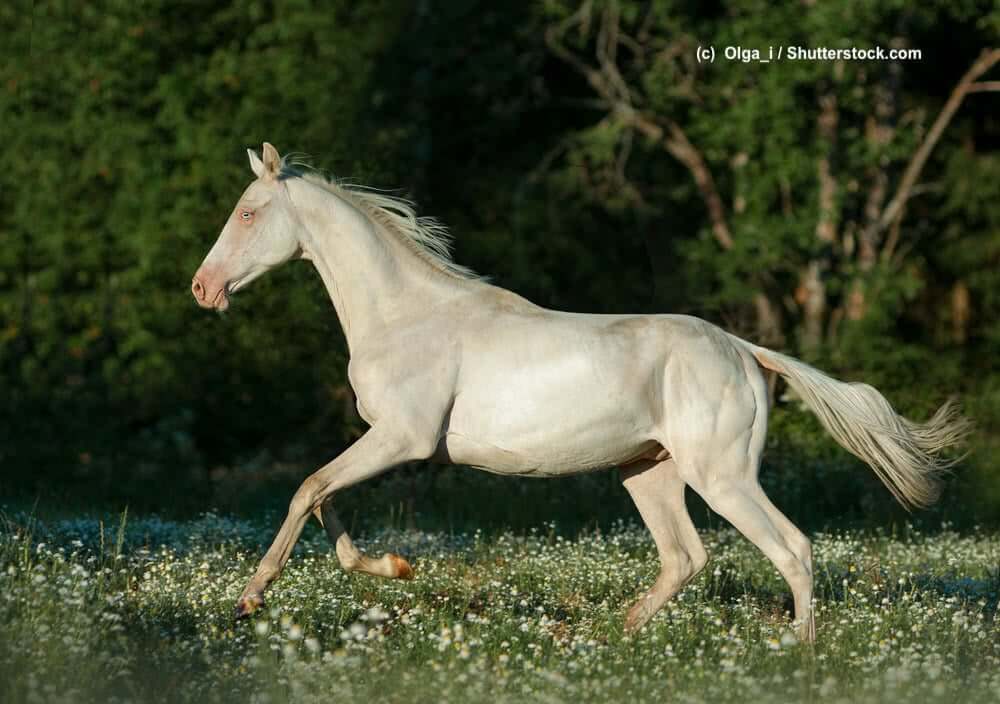 Schneeweißer Achal-Tekkiner im Galopp auf der Wiese