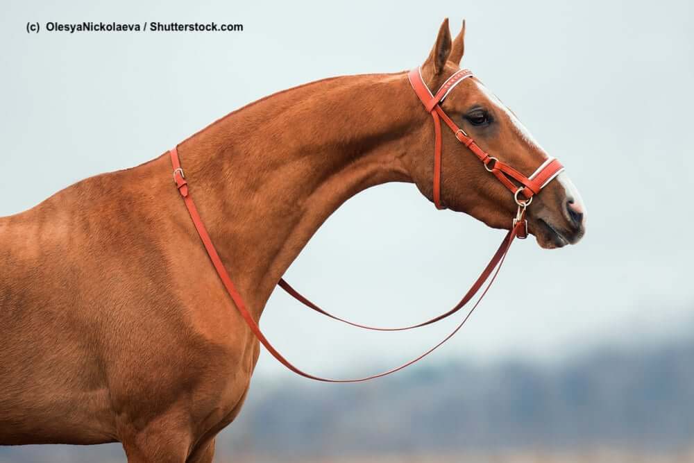 Achal-Tekkiner Fuchs mit roter Trense ohne Gebiss