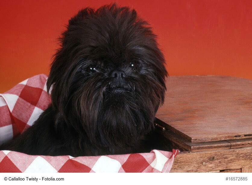Affenpinscher