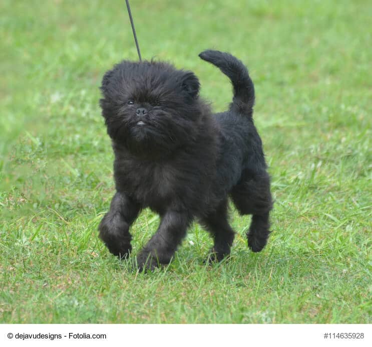 Junger Affenpinscher in komplett schwarz auf grüner Wiese. Beschriftung lautet: Plane mit deinem Welpen regelmäßige Gassigänge ein. Insbesondere nach den Mahlzeiten.