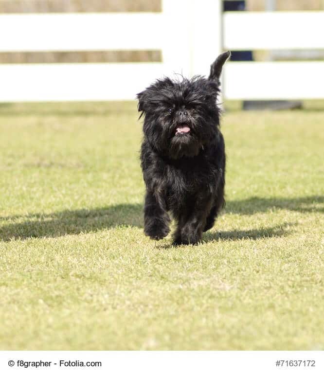 Junger Affenpinscher mit strubbeligen Fell und hängender Zunge frontal aufgenommen