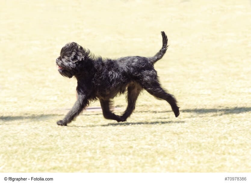 Affenpinscher im zügigen Lauf, seitlich fotografiert,