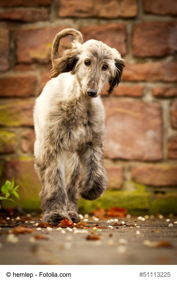 Afghanischer Windhund Welpe im lauf