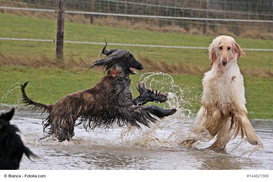 Zwei Afghanische Windhunde spielen im Wasser