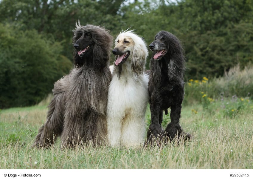 Afghanischer Windhund