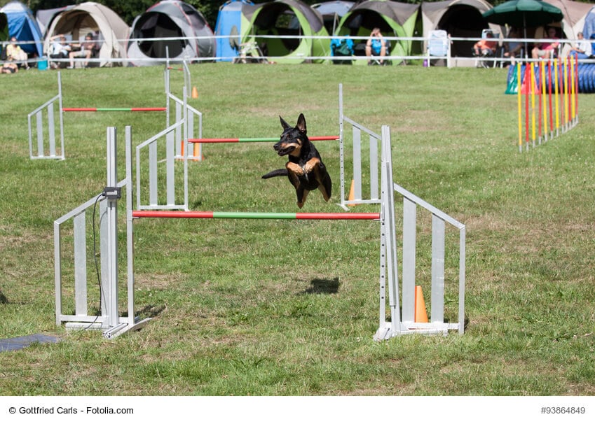 Parcour in einem Agility-Turnier mit einem Hund, der über ein Hindernis springt, im Hintergrund Zelte