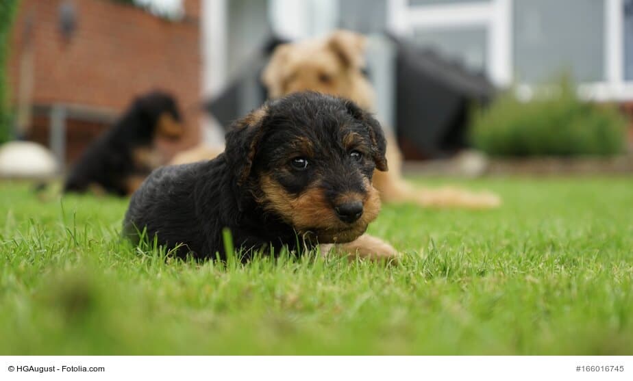 Airedale-Terrier Welpen liegend im Gras