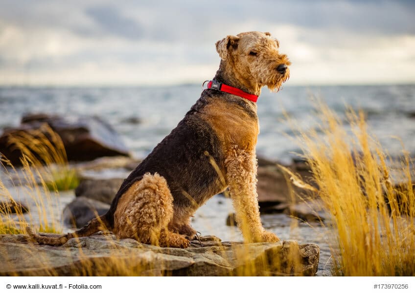 Airedale-Terrier sitzend an der Küste