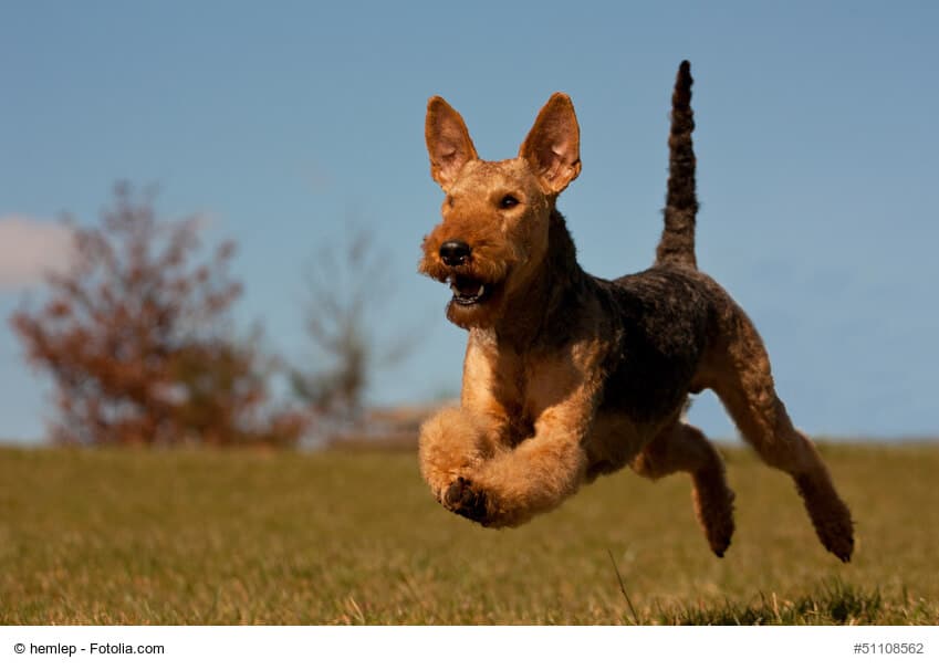 Airedale-Terrier im Lauf fotografiert