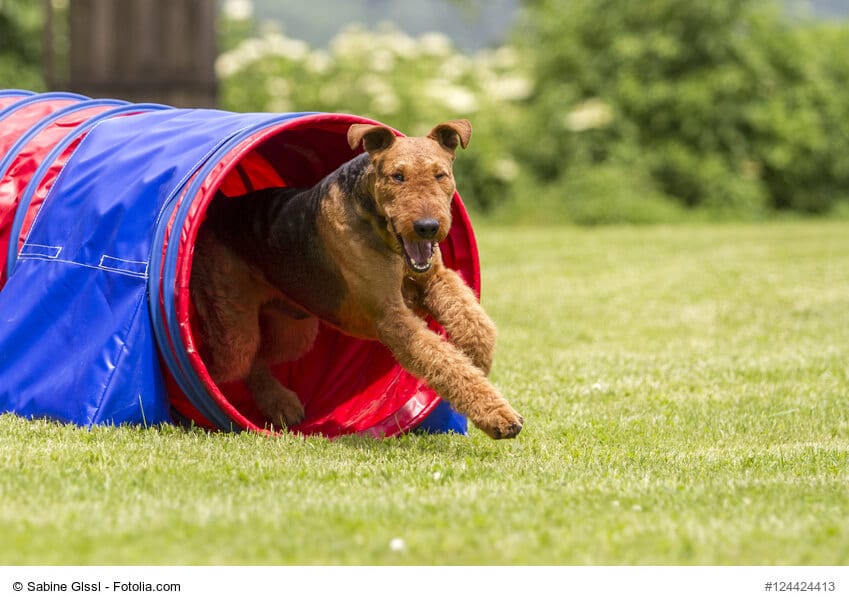 Agility Tunnel und Airedale-Terrier im Lauf