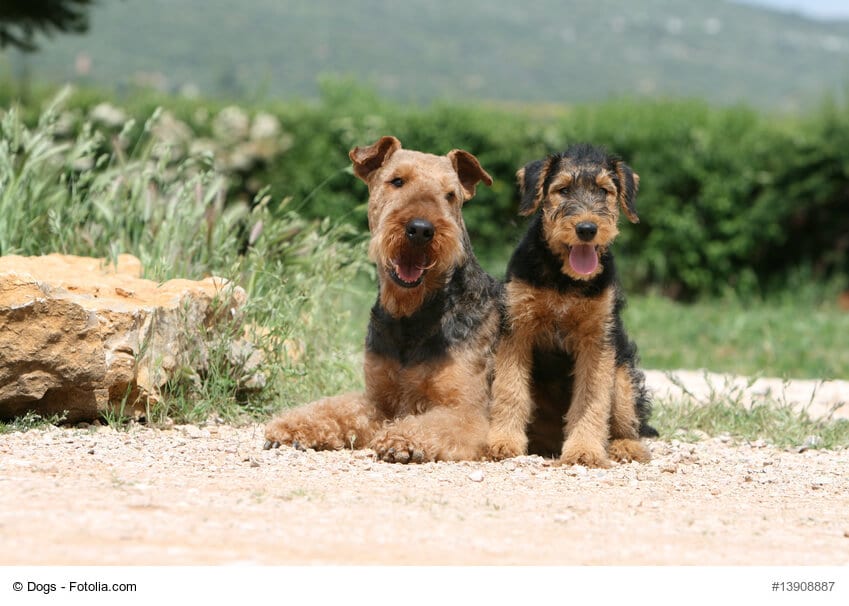 Airedale-Terrier sitzend, einmal ausgewachsen und ein Junghund