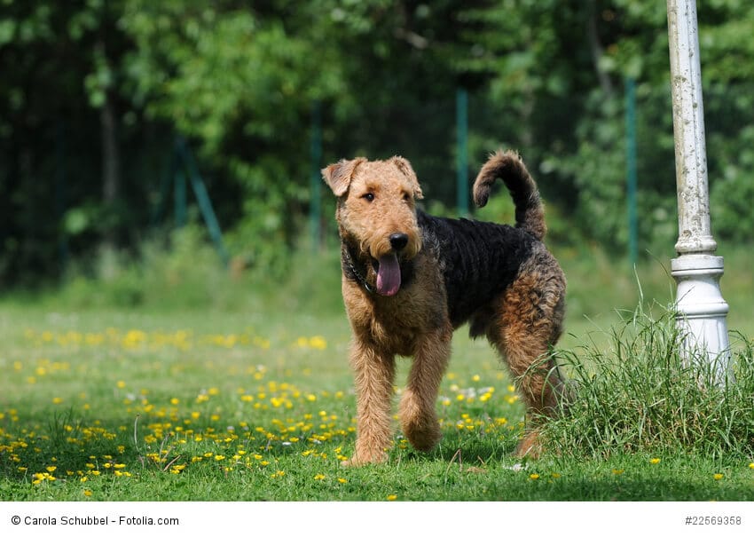Airedale-Terrier