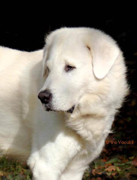 Portrait des Akbash Temiz