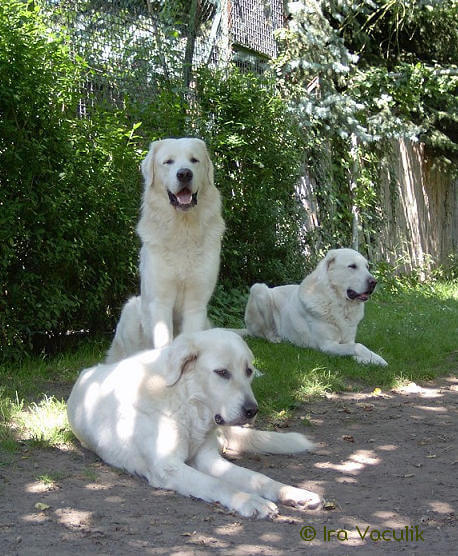 Akbash im Garten