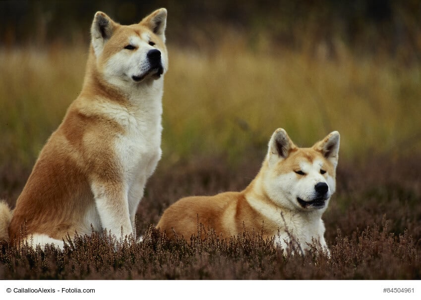 Akita-Inu Steckbrief