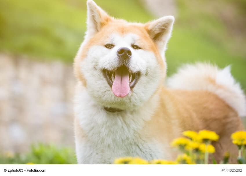 Portrait eines lachenden Akita-Inu umringt von Wiesenblumen