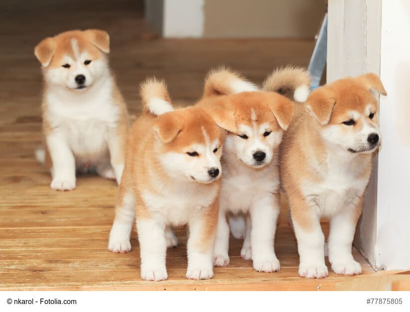 Vier Akita-Inu Welpen schauen gespannt um eine Wohnungsecke