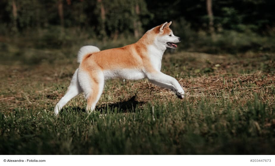 Akita-Inu im Lauf über eine Weide fotografiert