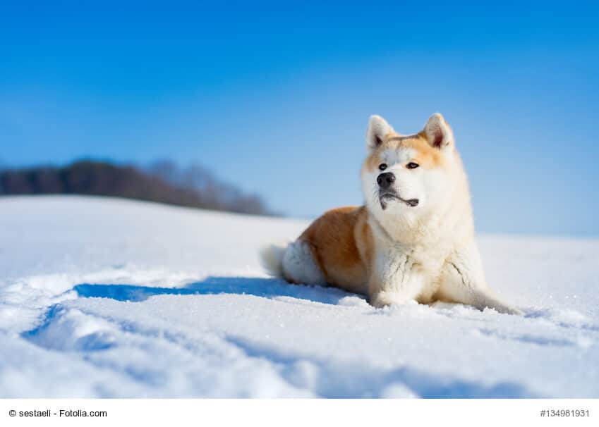 Akita-Inu liegt entspannt mitten im Schnee